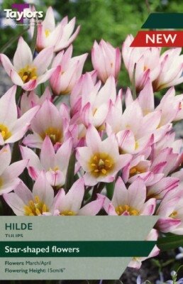 TULIPA 'Hilde'