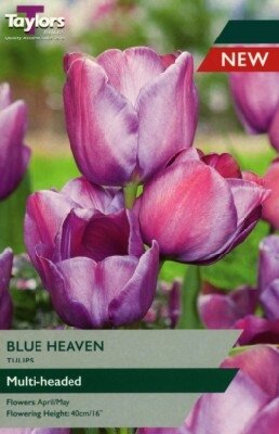 TULIPA 'Blue Heaven'