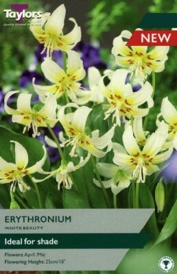 ERYTHRONIUM 'White Beauty'