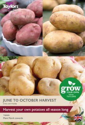 Solanum tuberosum June/October Harvest Collection