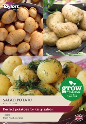 Solanum tuberosum Salad Potato Collection