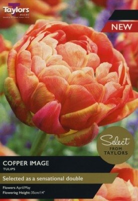 TULIPA 'Copper Image'