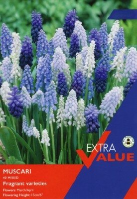 MUSCARI mixed