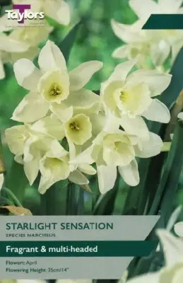 Narcissus 'Starlight Sensation'