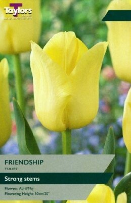 TULIPA 'Friendship'