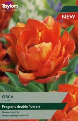 TULIPA 'Orca' - image 1