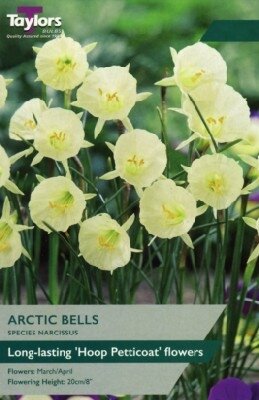 Narcissus 'Arctic Bells' - image 1