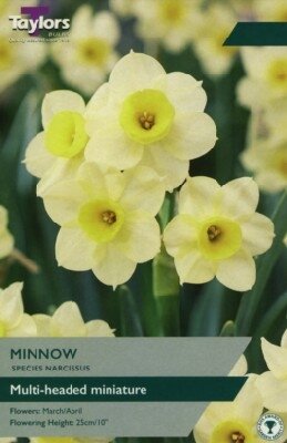 Narcissus 'Minnow'