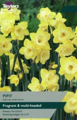 Narcissus 'Pipit'