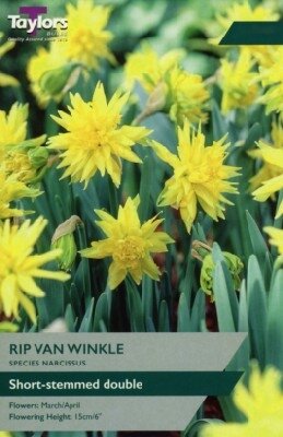 Narcissus 'Rip van Winkle'