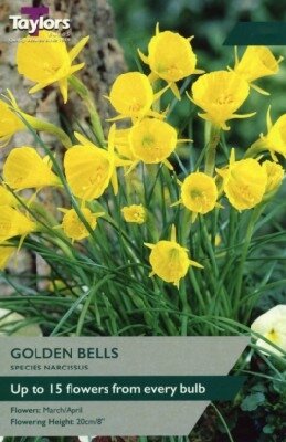 Narcissus 'Golden Bells' - image 1