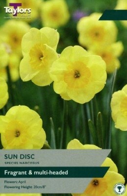 Narcissus 'Sun Disc'