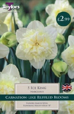 Narcissus 'Ice King'