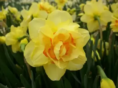 Narcissus 'Tahiti'