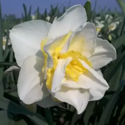 Narcissus 'White Lion'