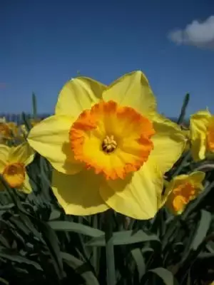 Narcissus 'Delibes'