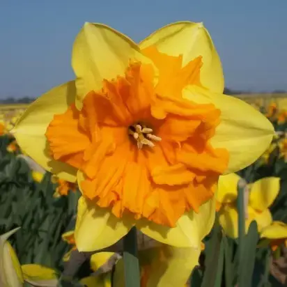 Narcissus 'Mondragon'