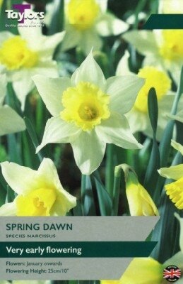 Narcissus 'Spring Dawn'