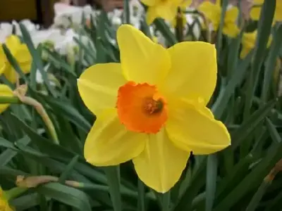 Narcissus 'Sealing Wax'