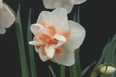 Narcissus 'Delnashaugh'