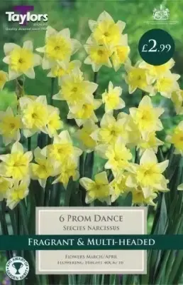 Narcissus 'Prom Dance'