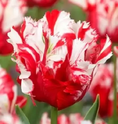 TULIPA 'Estella Rijnveld'