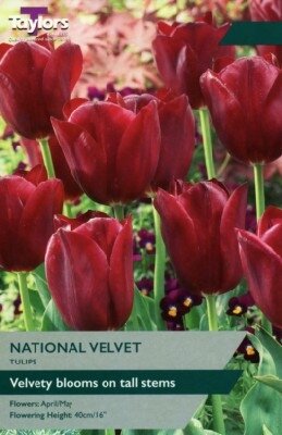 TULIPA 'National Velvet'