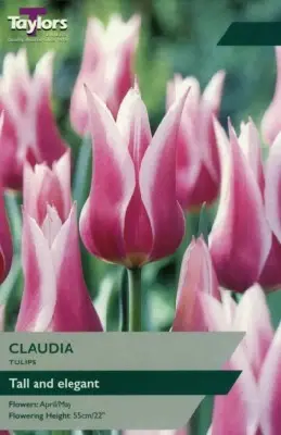 TULIPA 'Claudia'