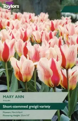 TULIPA 'Mary Ann'