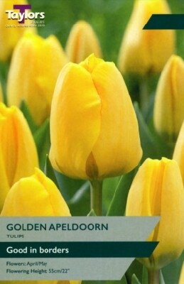 TULIPA 'Golden Apeldoorn'