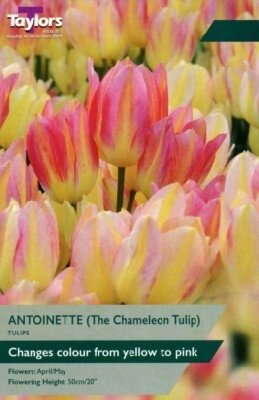 TULIPA 'Antoinette'