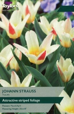 TULIPA 'Johann Strauss'