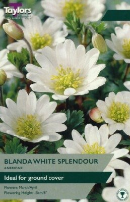 ANEMONE blanda 'White'