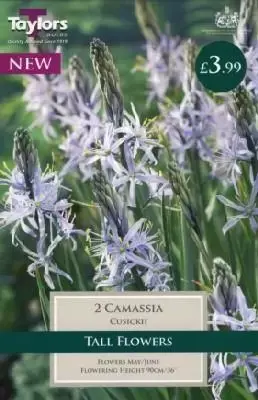 CAMASSIA cusickii - image 1