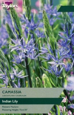 CAMASSIA leichtlinii 'Caerulea'