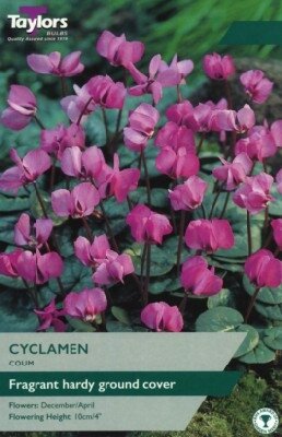 CYCLAMEN coum