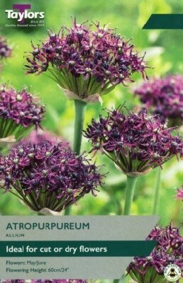 ALLIUM atropurpureum