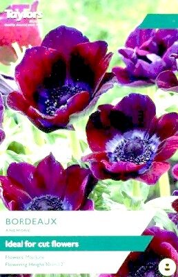 ANEMONE 'Bordeaux'