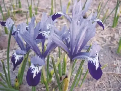 IRIS reticulata 'Clairette'