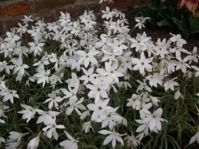 IPHEION 'Alberto Castillo'