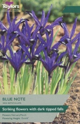 IRIS reticulata 'Blue Note'