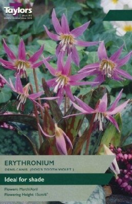 ERYTHRONIUM dens canis