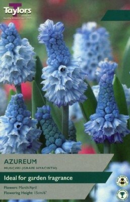 MUSCARI azureum