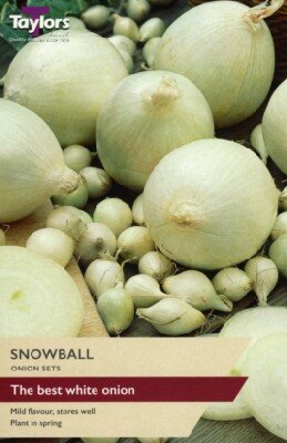 Allium cepa 'Snowball' (ONION)