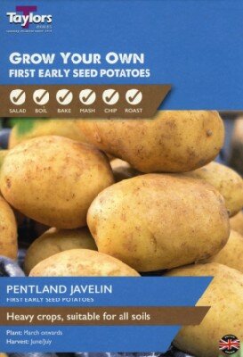 Solanum tuberosum 'Pentland Javelin' (POTATO)