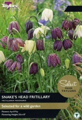 FRITILLARIA meleagris