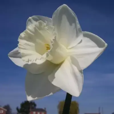 Narcissus 'Mount Hood'