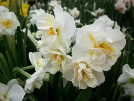 Narcissus 'Sir Winston Churchill'