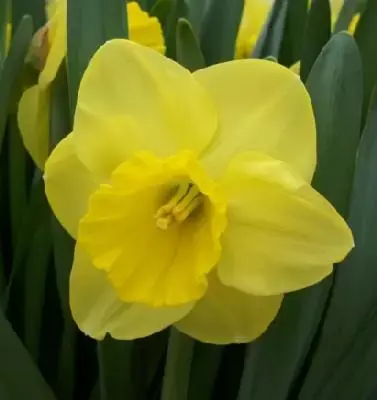 Narcissus 'Camelot'