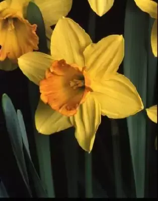 Narcissus 'Fortune'